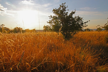 Bush in the middle of a meadow with tall grass at sunset