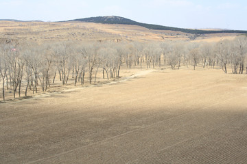 fields and forests