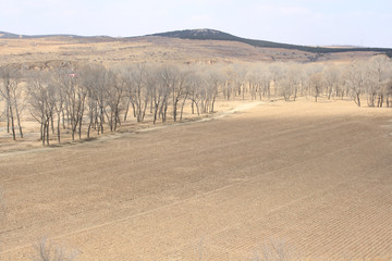 fields and forests