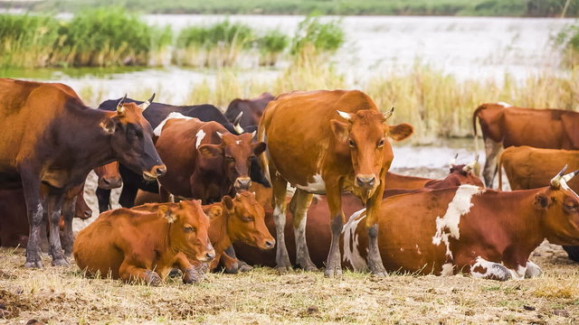 Herd OF Cows Near Pond