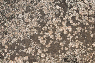 pattern of marble surface with grey lichen
