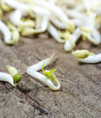 Bean sprouts cooking ingredient from seed of mung beans or soy