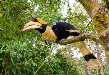 Great hornbill stand on the branch in forest