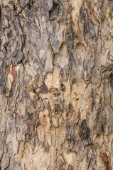tree bark background texture pattern