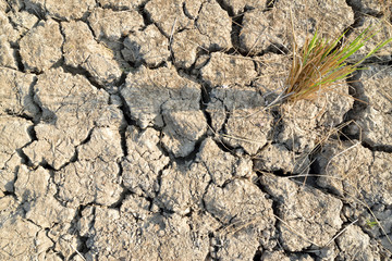 dried cracked