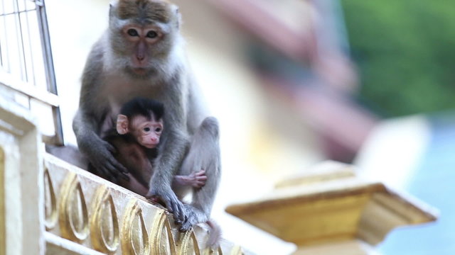 monkey with a baby sitting on the fence and escapes