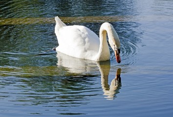 le cygne Narcisse