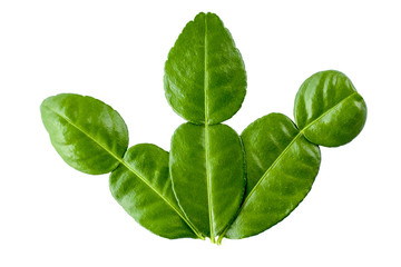 Kaffir lime leaf on white background - Thai Herbs