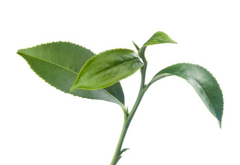 Tea branch