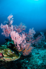 Naklejka na ściany i meble Sea fan Annela in Gili, Lombok, Nusa Tenggara Barat underwater