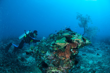 Naklejka na ściany i meble Diver, coral reefs, Gili, Lombok, Nusa Tenggara Barat underwater