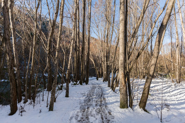 path trough the winter forrest