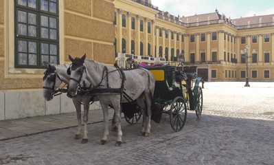 Naklejka na ściany i meble Two white horses resting after pulling a horse carriage