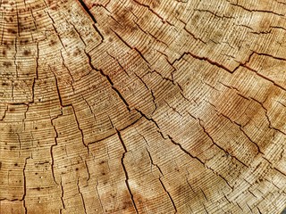 Fototapeta premium rissiger Holzhintergrund