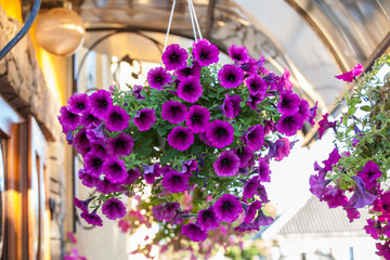 An outside basket filled with vibrant multicolored petunias.