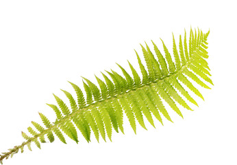 light green isolated fern frond