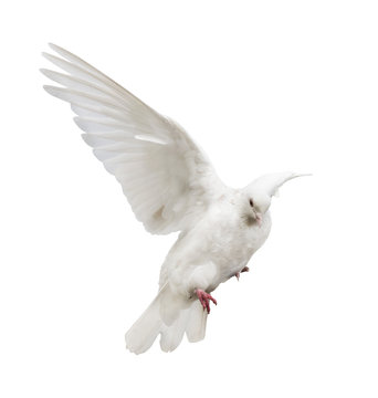 flying isolated white color pigeon