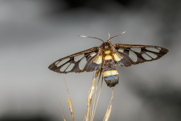 Top view of tiger grass borer moth