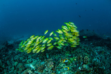 Schooling snapper in Gili,Lombok,Nusa Tenggara Barat underwater