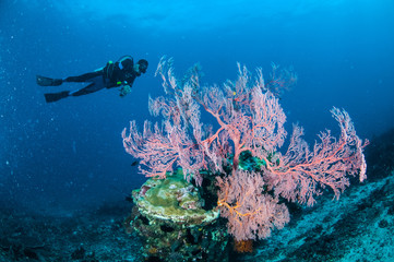 Fototapeta premium Diver,Sea fan in Gili,Lombok,Nusa Tenggara Barat underwater