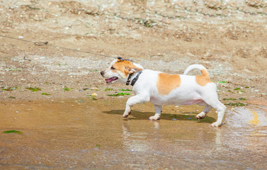 Jack Russell Terrier on a beach