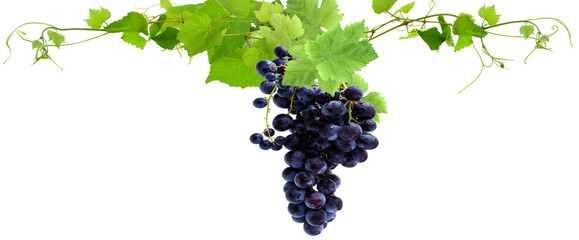 Fototapeta grappe de raisin rouge et feuilles de vigne obraz
