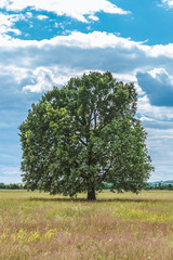 oak tree solitary in the field