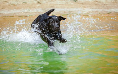Fototapeta premium Labrador swimming in the water