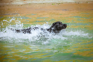 Labrador swimming in the water