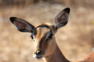 Naklejka na ściany i meble Closeup of impala