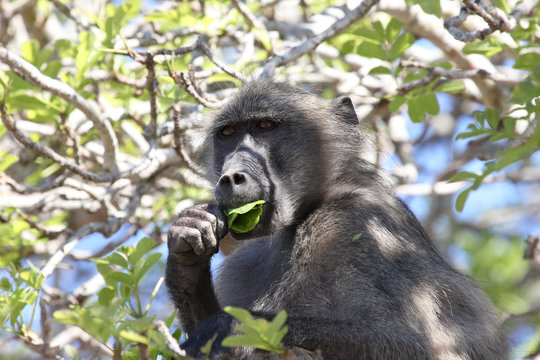 Baboon in tree eating