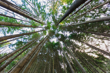 Pine forest in Queenstown New Zealand