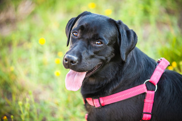 labrador retriever on nature