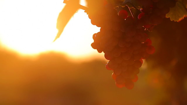 Grapes in vineyard at sunset