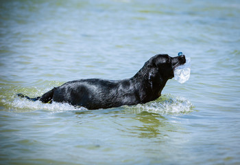 Black Labrador fetching plastic bottle from the sea