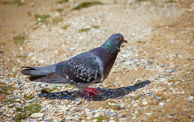 pigeon close up