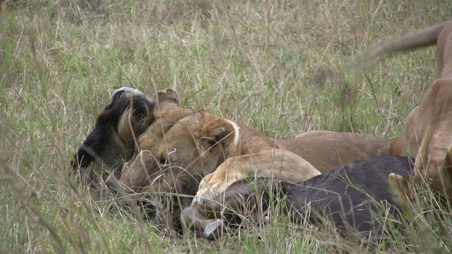 One female lion killing a wildebeest.