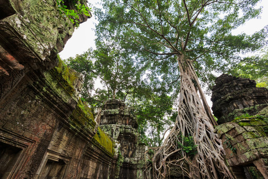 Ta Phrom, Angkor Wat, Cambodia