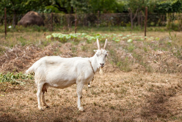 Naklejka na ściany i meble goat being grazed in a garden
