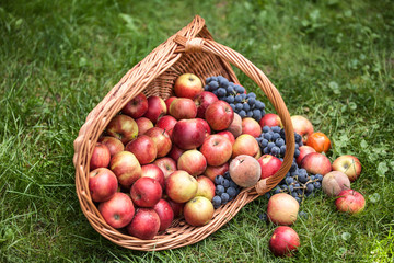 Basket with fruit on a green grass