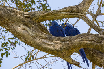 Blue Macaw in Pantanal
