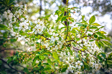 dismissed white flowers of a blossoming apple-tree