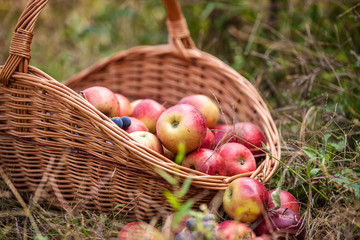 Basket with fruit on a green grass
