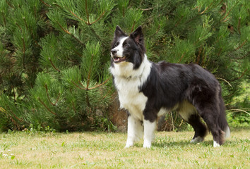 Border collie standing on the lawn.