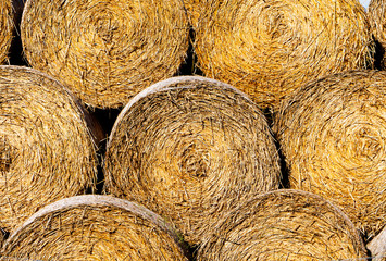 Sheaves of hay in a field in sunshine