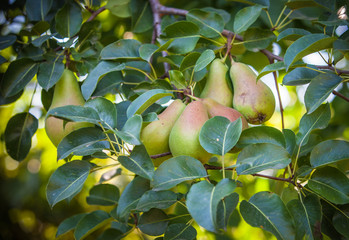 growing pears on the tree, organic food