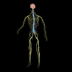 Nervous system