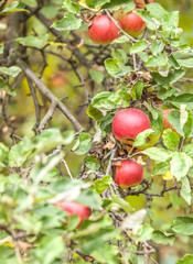 Apples on branch