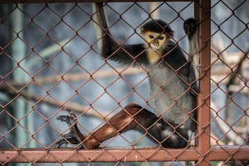 Fototapeta premium Leaf Monkey,Red-shanked Douc (Pygathrix nemaeus) in the cage