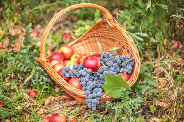 Basket with fruit on a green grass